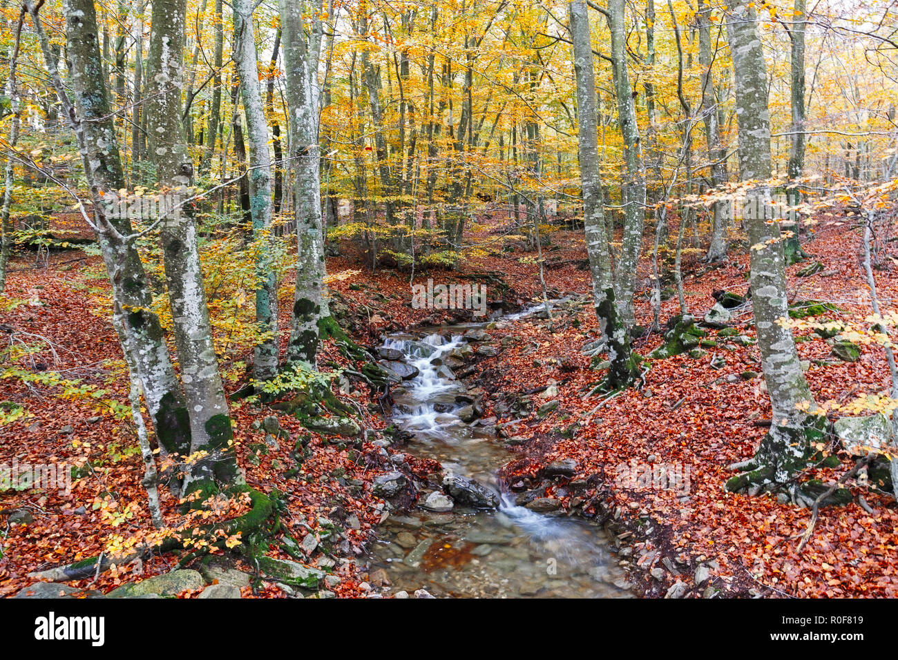 Automne forêt de hêtres avec Creek partout dans le Parc Naturel du Montseny, Catalogne Banque D'Images