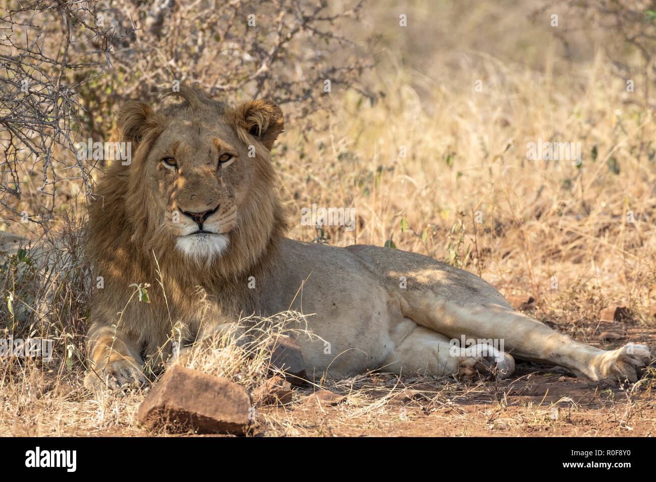 Un lion Panthera leo avec une belle crinière reposant à l'ombre d'un arbre en prairies de savane dans le Parc National Kruger en Afrique du Sud Banque D'Images