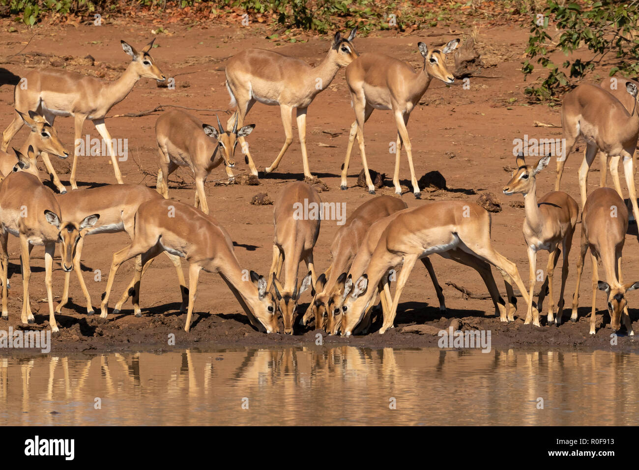 Un troupeau d'impalas, Aepyceros melampus, boire en milieu de matinée au barrage de sable du Parc National Kruger en Afrique du Sud afficher la prudence et circonspection Banque D'Images