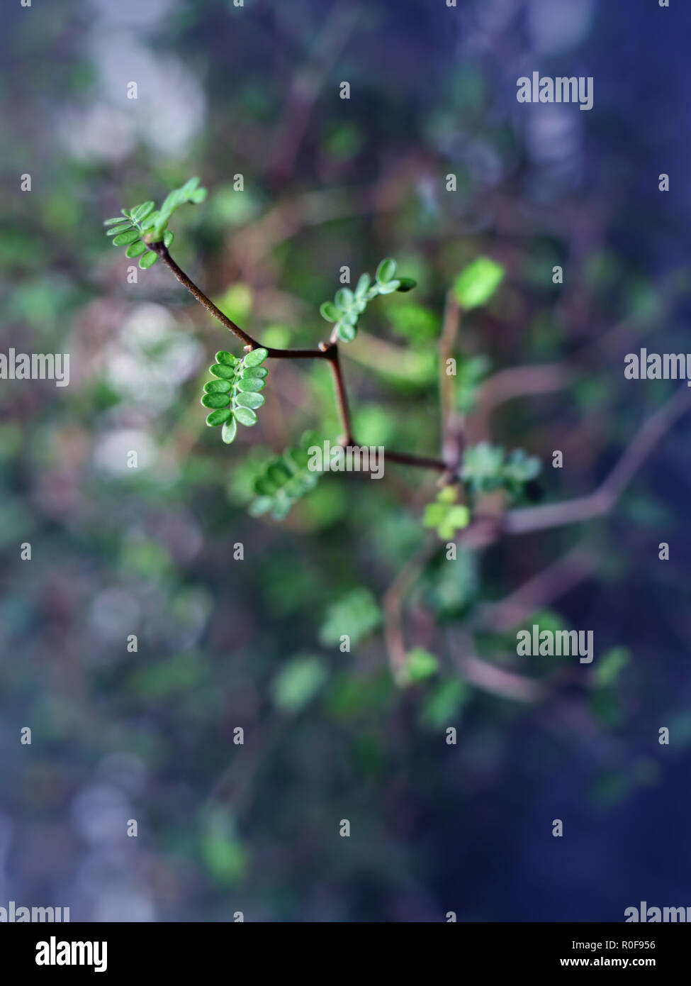 Arbre Ming avec ses petites branches. Gros plan d'une usine Kowhai. Les Kōwhai sont de petites légumineuses ligneuses appartenant au genre Sophora, de la famille des Fabaceae. Banque D'Images