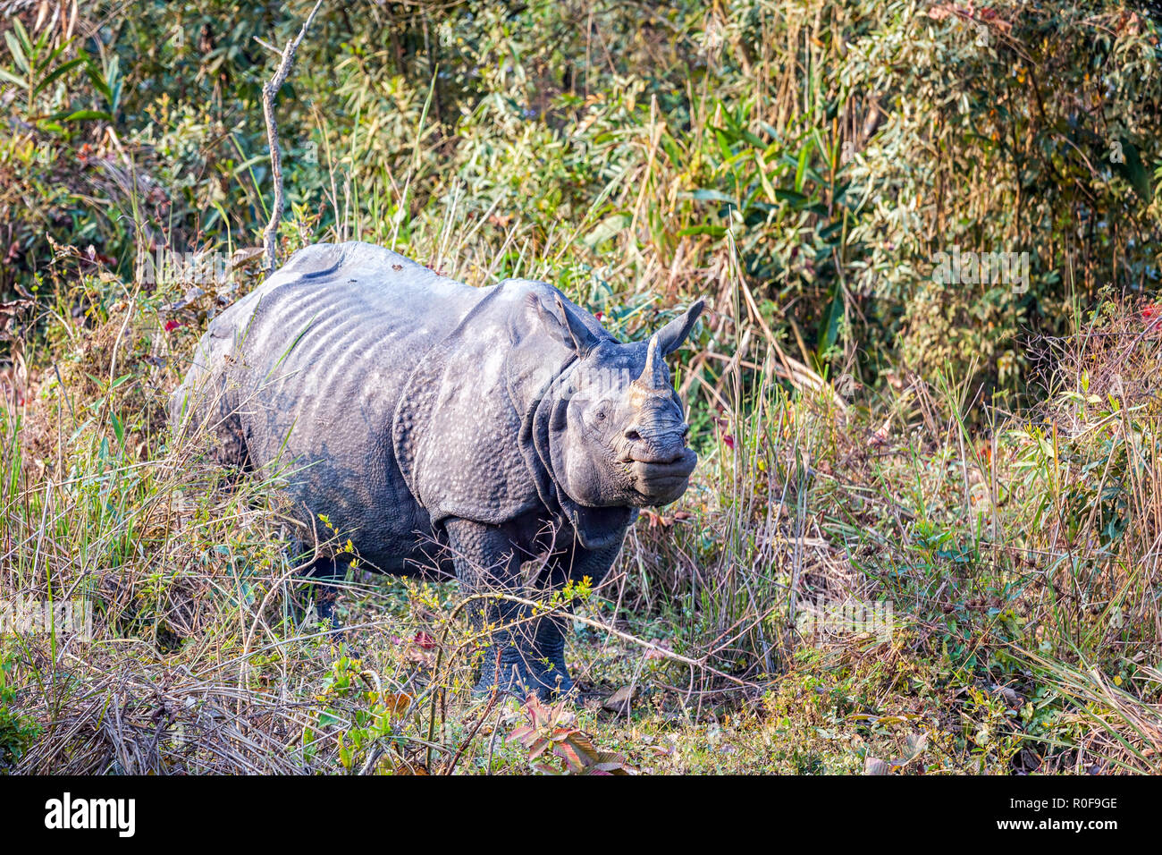 Le rhinocéros indien (Rhinoceros unicornis) dans le parc national de Kaziranga, Assam, Inde Banque D'Images