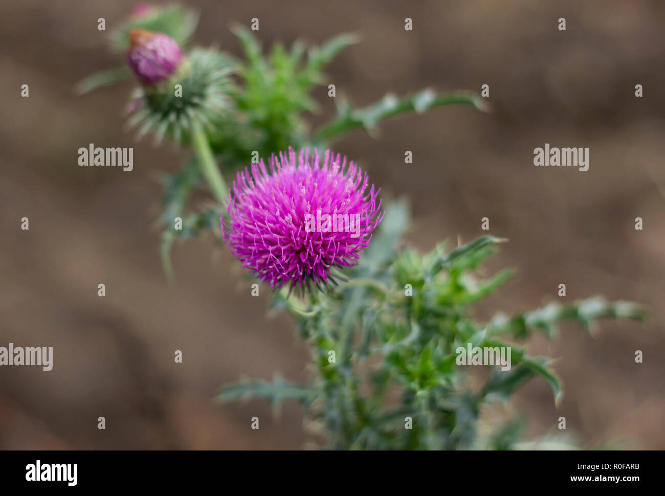 Le chardon marie rose fleur Banque D'Images