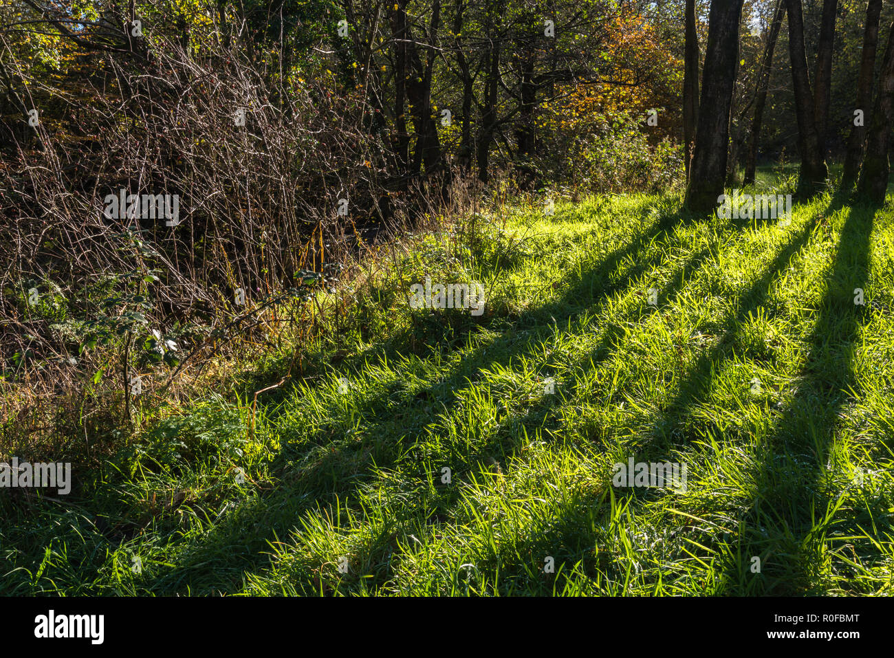 Soleil d'automne fort de derrière les troncs des arbres d'ombre divergentes sur l'herbe dans la vallée de Brock, Lancashire, England, UK Banque D'Images