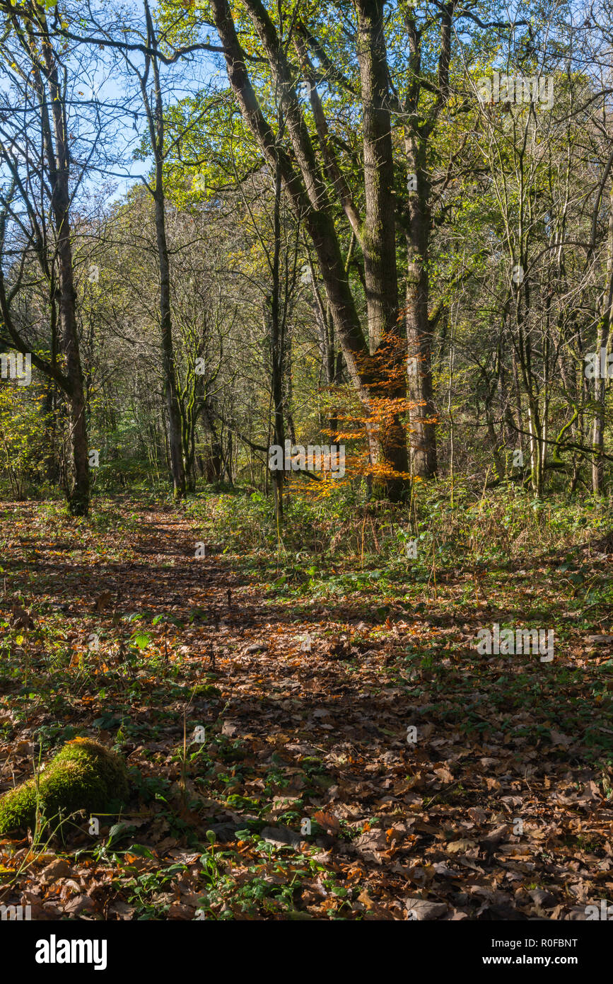 Un chemin à travers l'automne woodland recouvert de feuilles mortes et d'un seul petit arbre avec des feuilles de couleur d'or dans la vallée de Brock, Lancashire, England, UK Banque D'Images