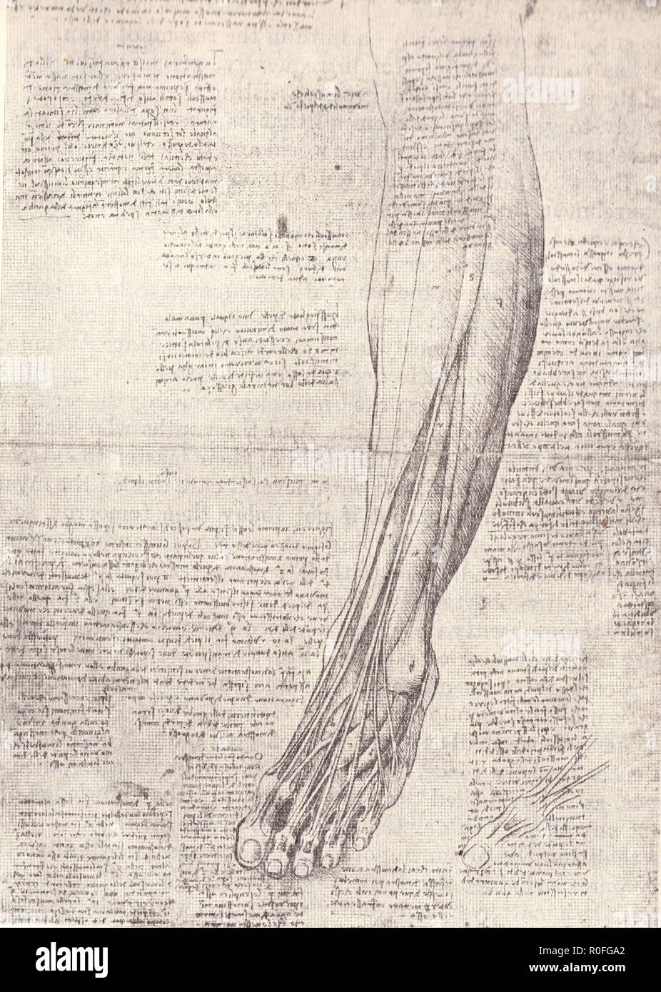 Dessin anatomique . LEONARDO DA VINCI Banque D'Images