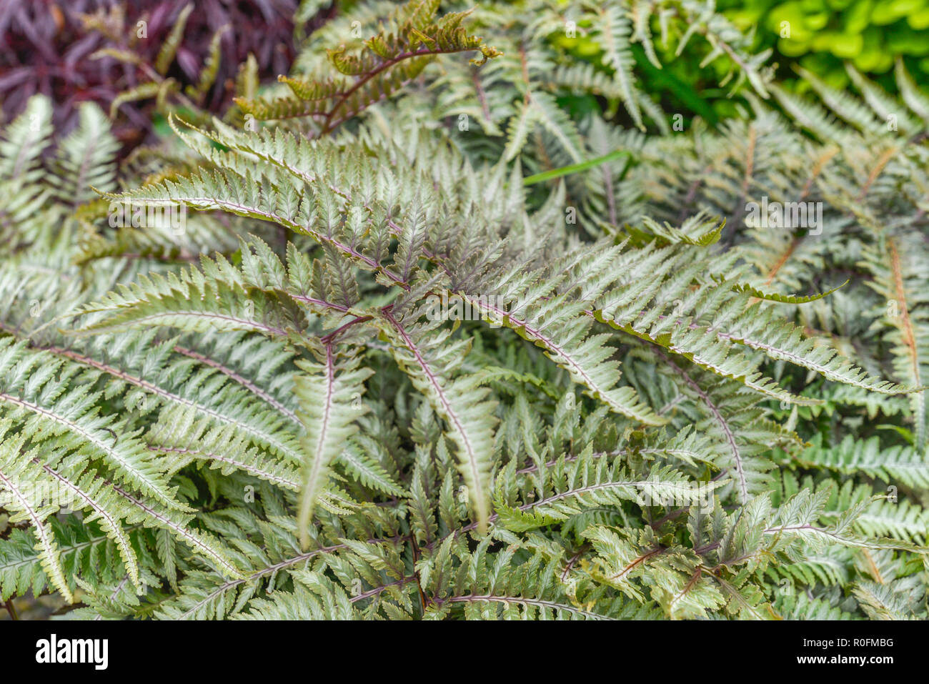 Image rapprochée des feuilles de couleur presque en bronze d'une fougère de  jardin ornementale. Texture de la fougères Photo Stock - Alamy