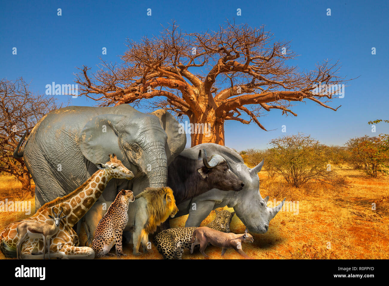 Baobab à Musina réserve naturelle, l'une des plus importantes collections de baobabs en Afrique du Sud, avec cinq grands animaux sauvages et sur paysage de savane africaine. Scène safari africain. Papier peint fond Banque D'Images