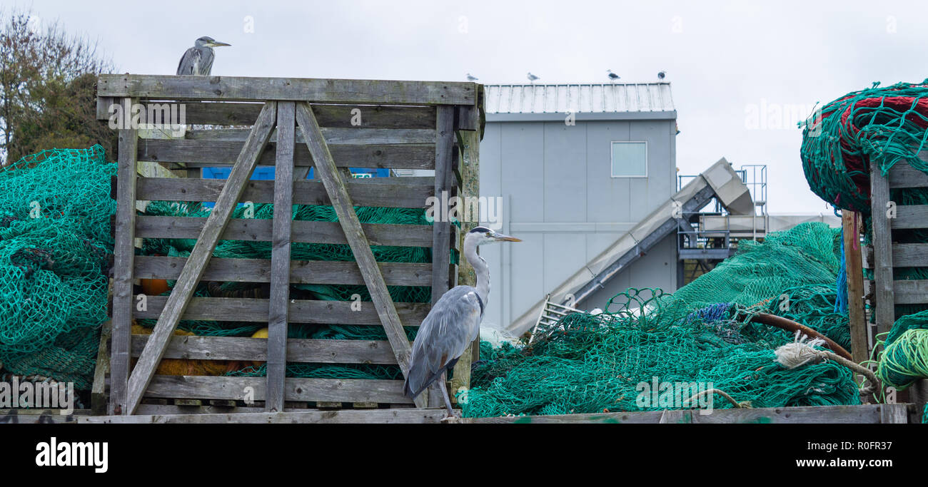 Ardea cinerea héron cendré perché sur les boîtes de chaluts sur un quai de poisson Banque D'Images