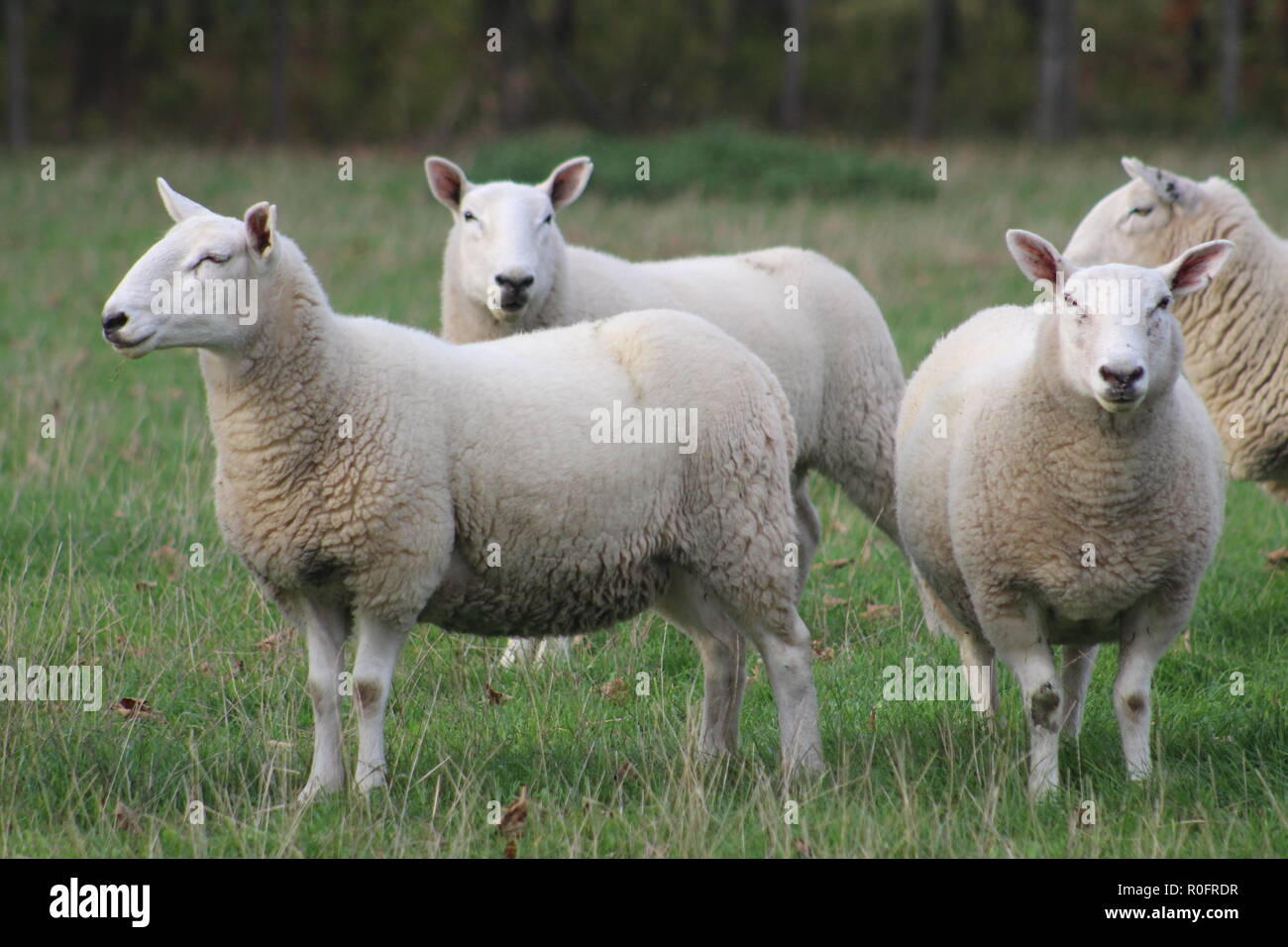 Troupeau/ troupeau de moutons paître dans un champ du Yorkshire, en Grande-Bretagne, au Royaume-Uni Banque D'Images