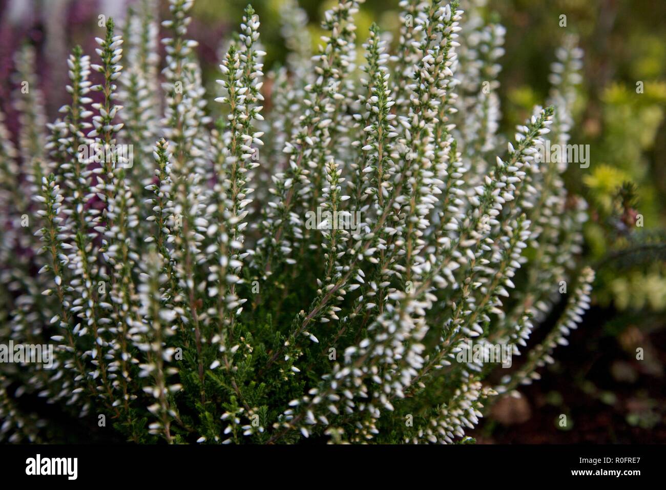 L''Abbaye de Woburn sol et jardins, Bedford, Angleterre Banque D'Images