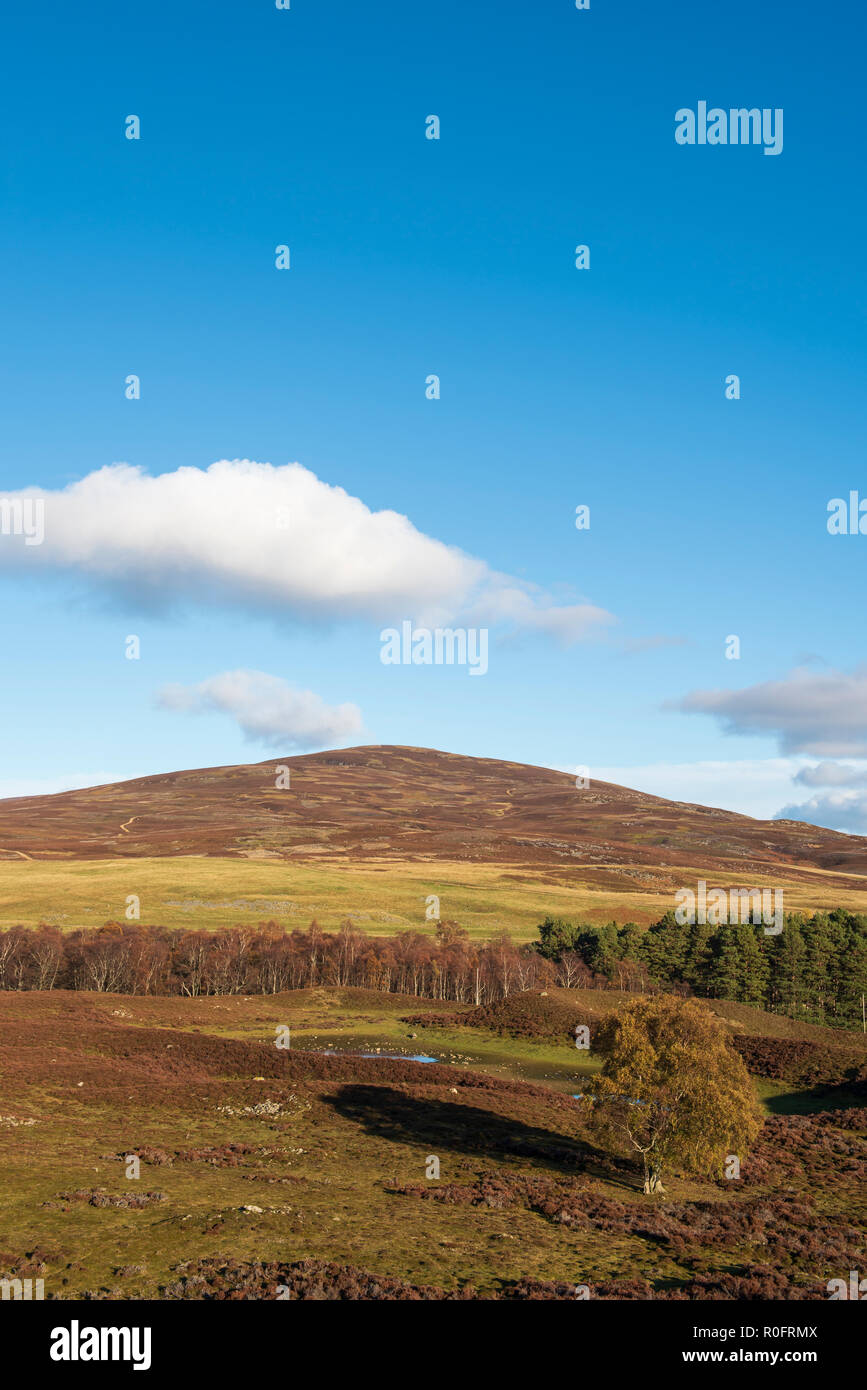 Une arborescence de bouleau pubescent, à plus de de Craig Soales sommet (503m - 1,650ft) Glen Esk, Angus, Scotland. Banque D'Images