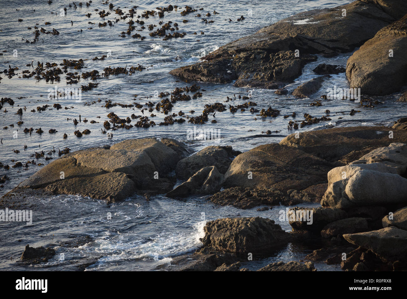 Le varech, des roches, des rochers entourés d'eau de mer et douce lumière au coucher du soleil Banque D'Images