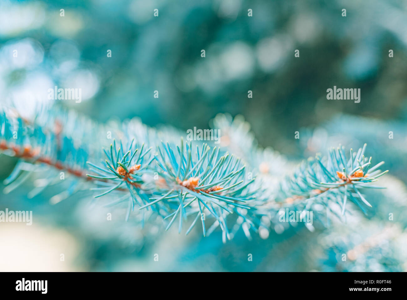 Neige hiver noël arbre de pin. Branches couvertes de givre wonderland. Trouble calme flocons de neige hiver background with copy space Banque D'Images