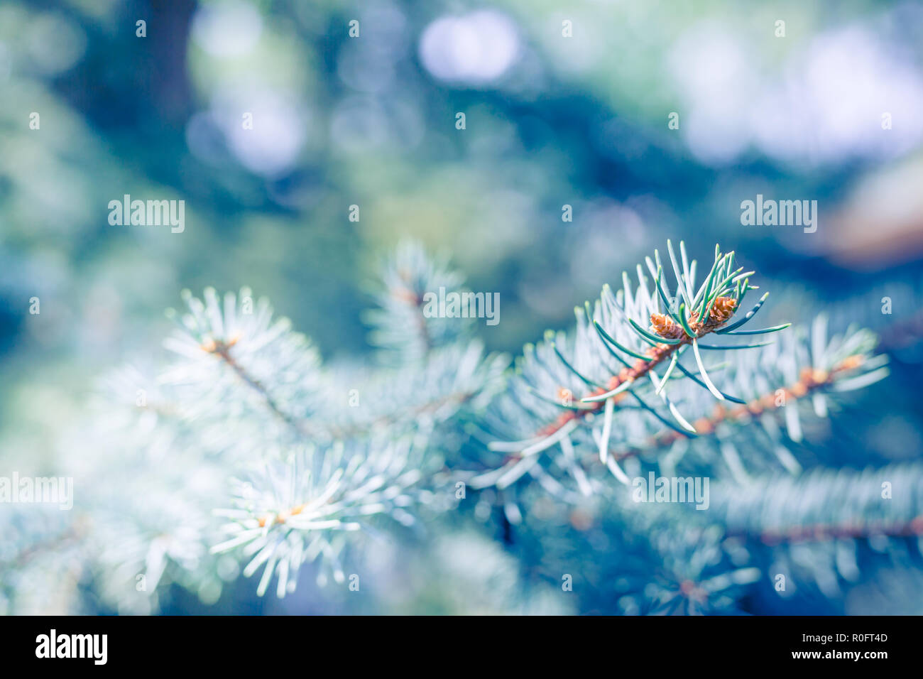 Neige hiver noël arbre de pin. Branches couvertes de givre wonderland. Trouble calme flocons de neige hiver background with copy space Banque D'Images