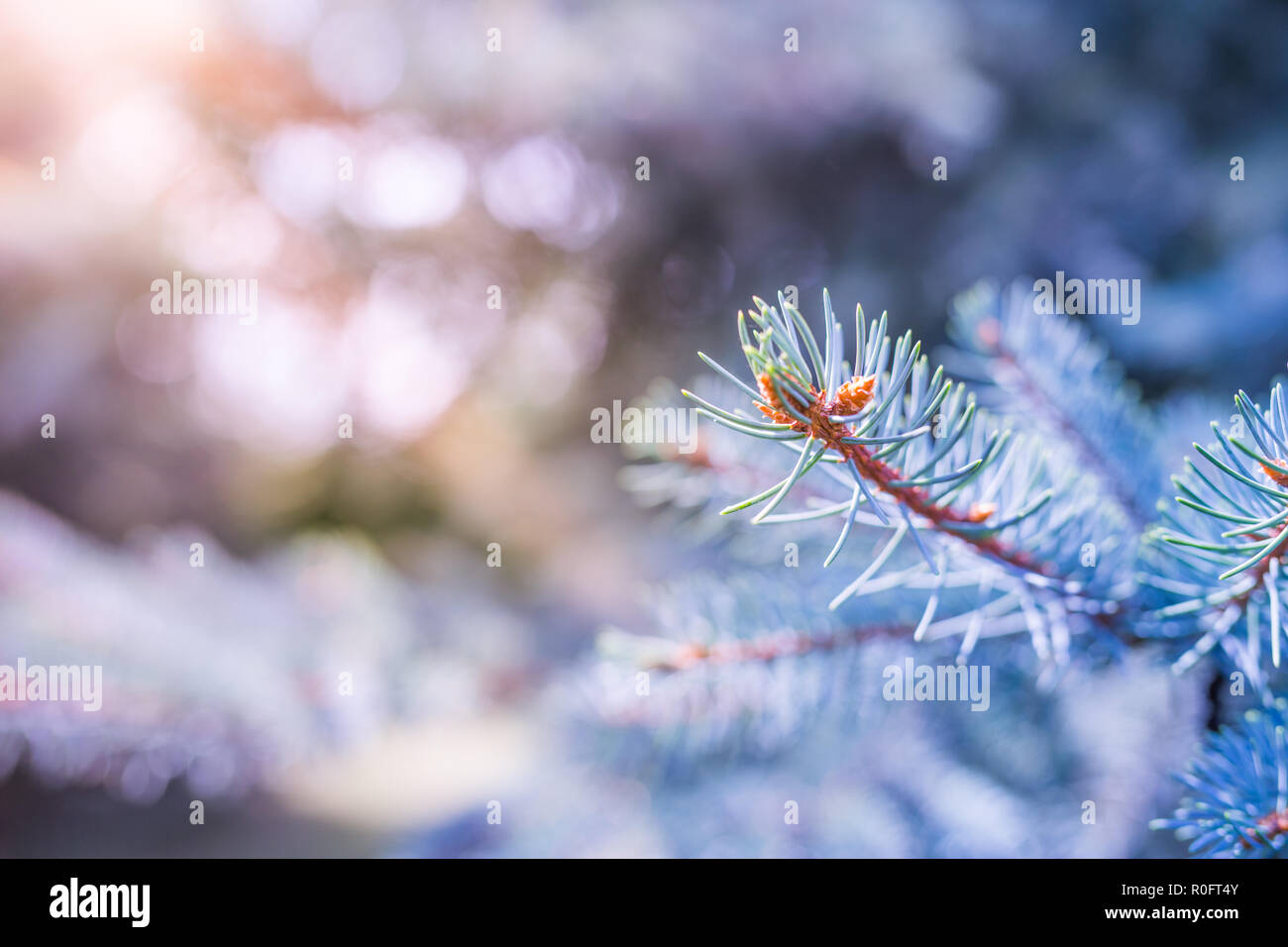 Neige hiver noël arbre de pin. Branches couvertes de givre wonderland. Trouble calme flocons de neige hiver background with copy space Banque D'Images