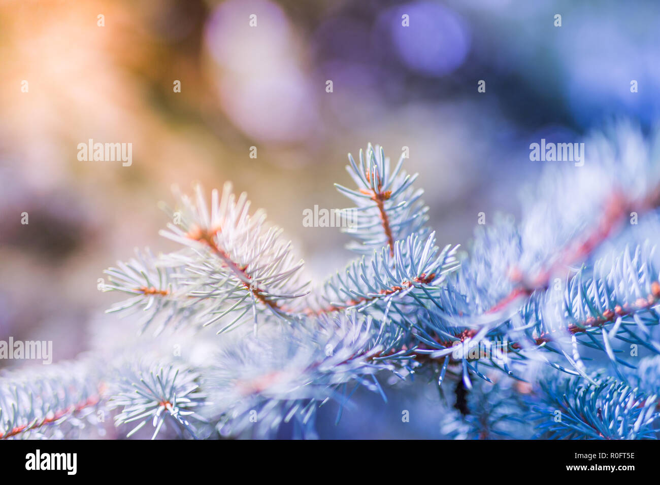 Neige hiver noël arbre de pin. Branches couvertes de givre wonderland. Trouble calme flocons de neige hiver background with copy space Banque D'Images