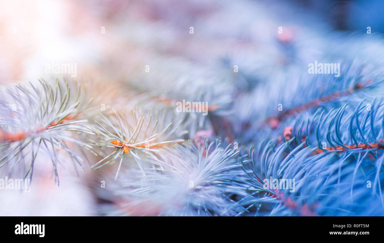 Neige hiver noël arbre de pin. Branches couvertes de givre wonderland. Trouble calme flocons de neige hiver background with copy space Banque D'Images
