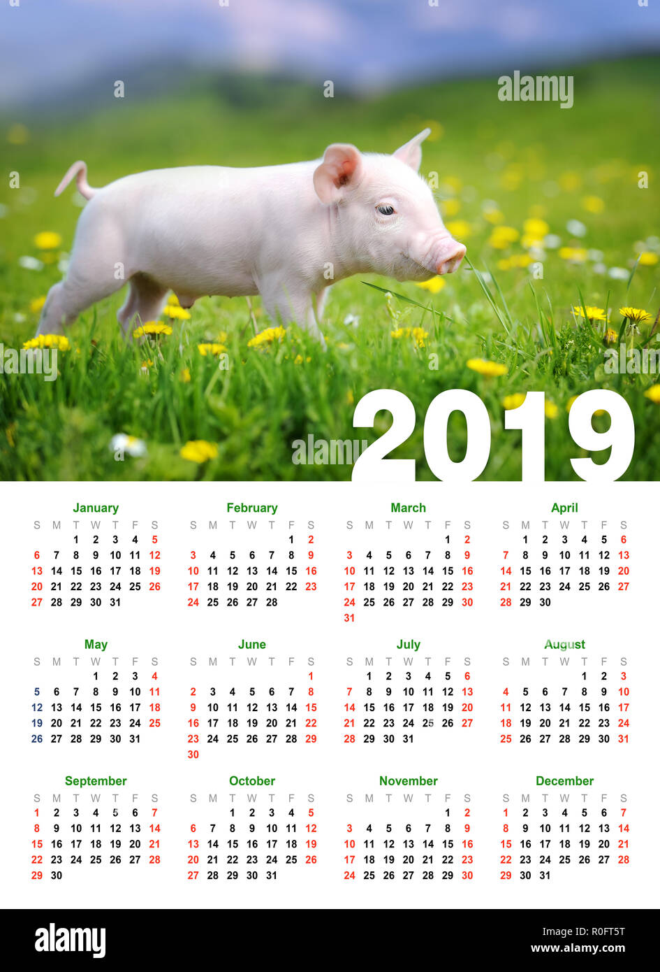 Drole Bebe Porcinet Dans Grass L Annee 19 Calendrier Photo Stock Alamy