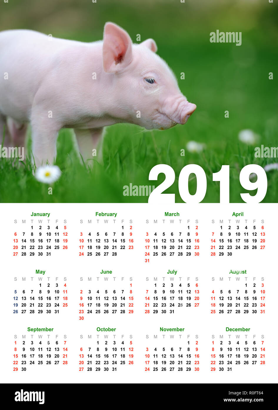 Drôle bébé porcinet dans GRASS. L'année 2019 Calendrier Banque D'Images