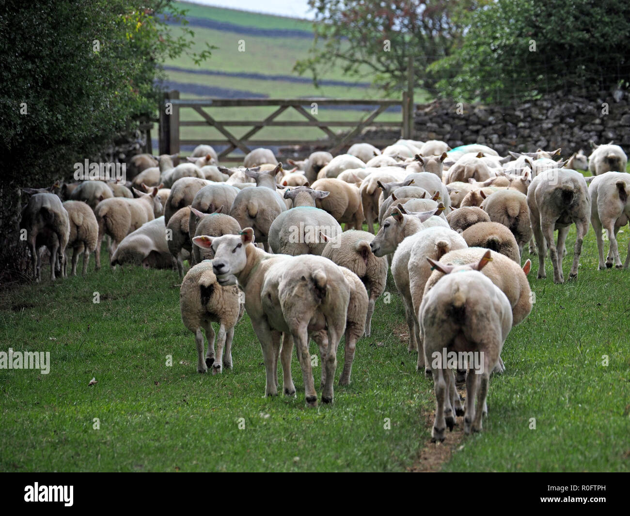 Un mouton regarde en arrière comme le reste du troupeau de moutons de montagne à pied vers la ferme de Cumbria, Angleterre, Royaume-Uni Banque D'Images