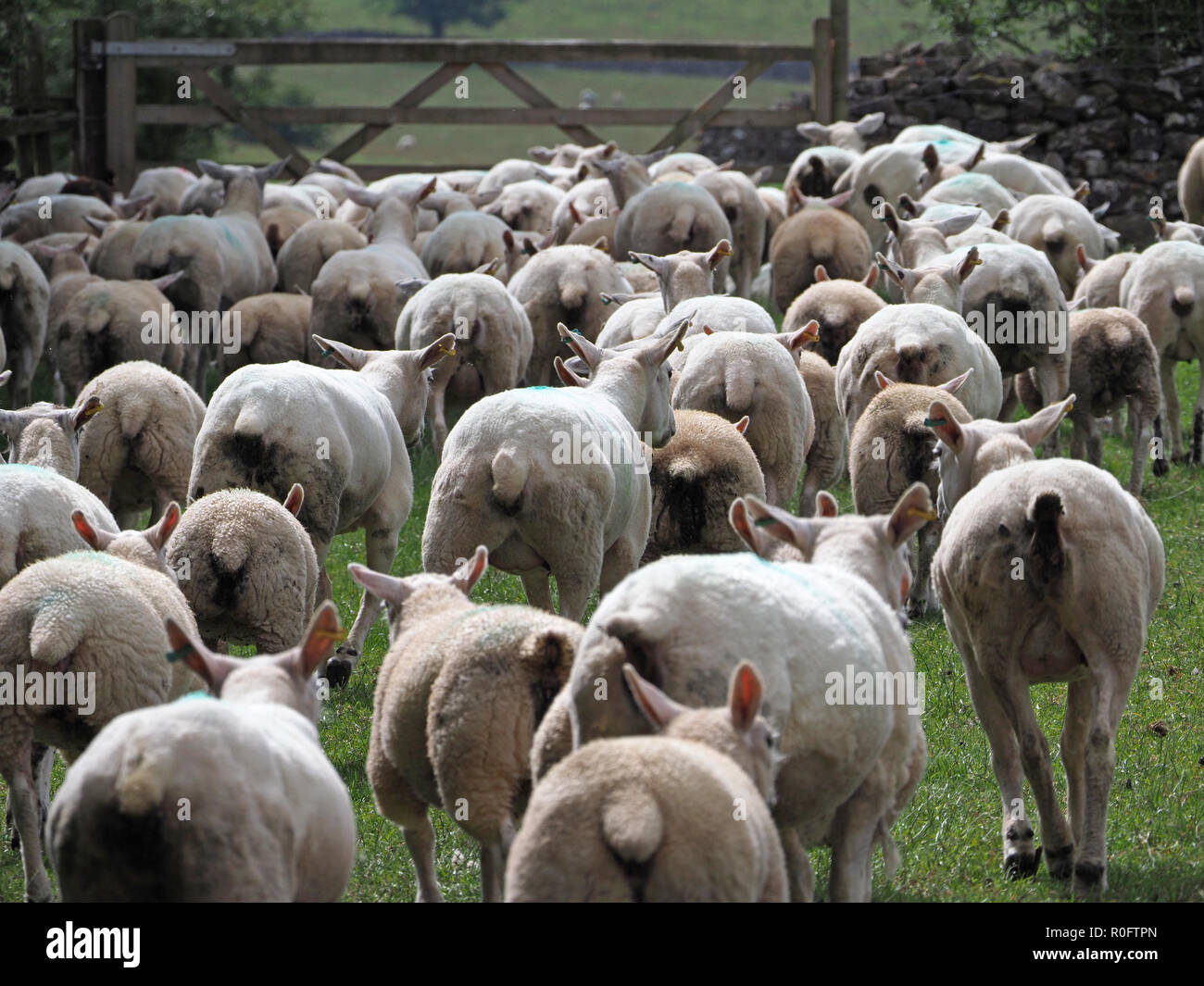 Vue arrière du troupeau de moutons de montagne de s'éloigner vers la porte de ferme en Cumbria, Angleterre, Royaume-Uni Banque D'Images