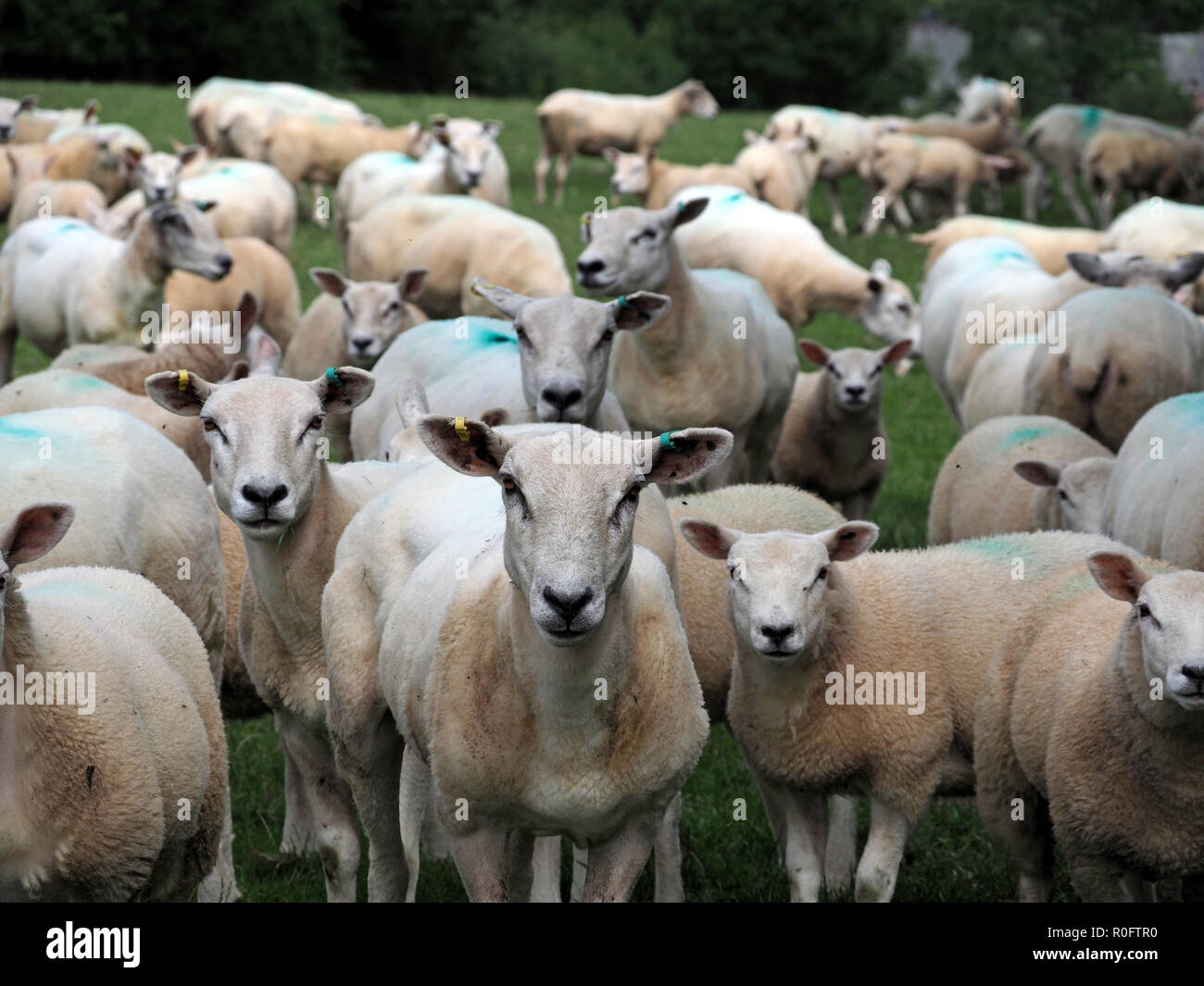 Troupeau de moutons blancs upland curieux regarder la caméra en Cumbria, Angleterre, Royaume-Uni Banque D'Images