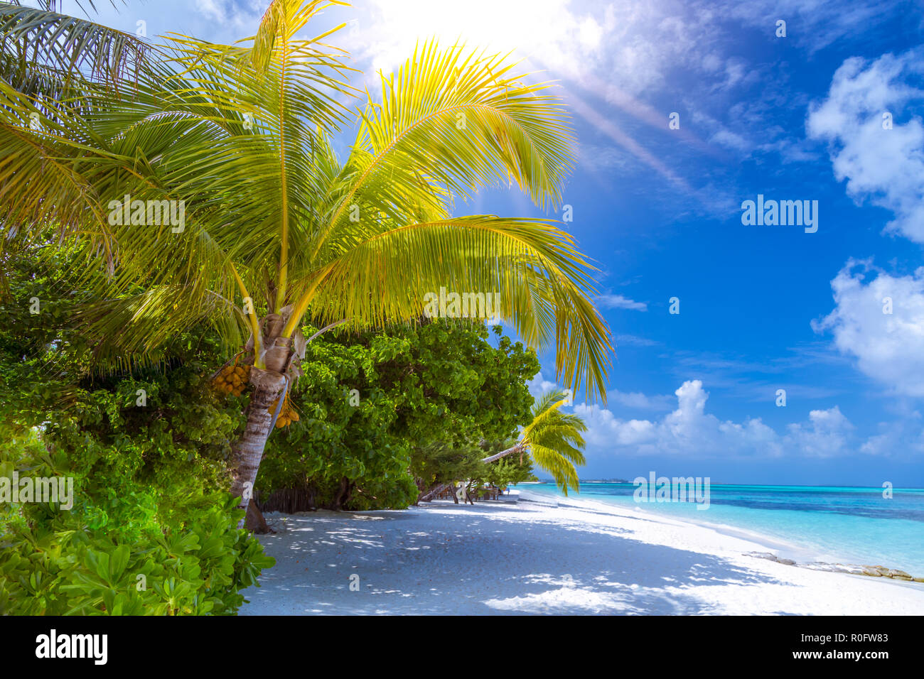 Scène De Plage Tranquille Exotic Tropical Beach Resort Le