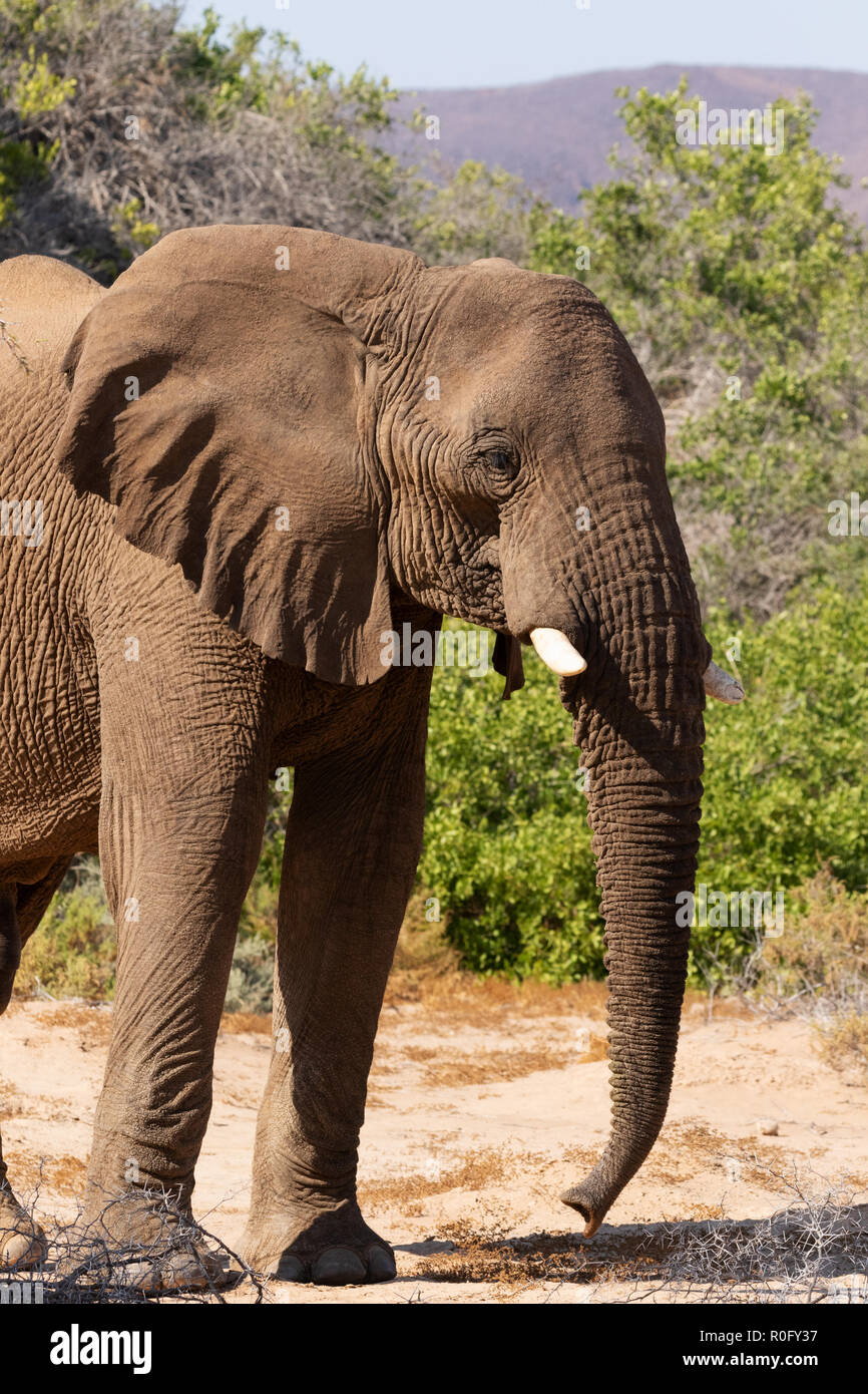 - L'éléphant, l'éléphant du désert adultes Loxodonta africana, vue avant, Haub River bed, Damaraland, Namibie, Afrique du Sud Banque D'Images