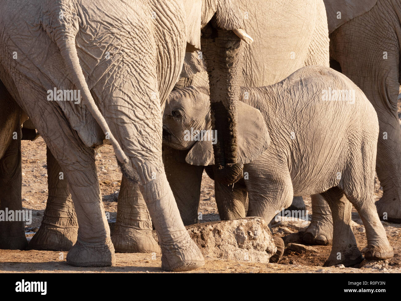 Bébé de l'éléphant d'sucklingfrom sa mère, Etosha National Park, Namibie, Afrique du Sud Banque D'Images