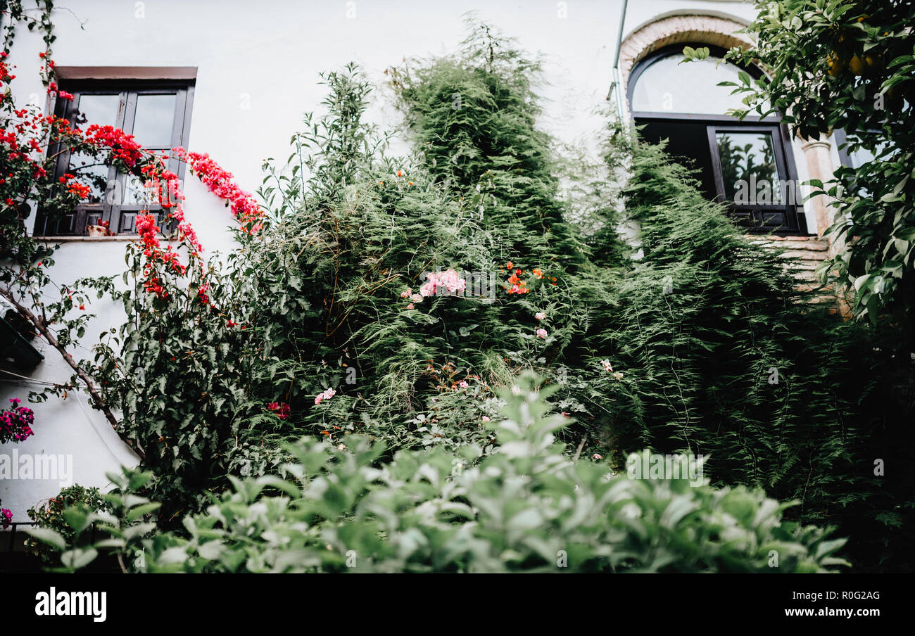 Une cour typiquement andalouse de Cordoue, Andalousie Espagne avec un grand nombre de plantes Banque D'Images