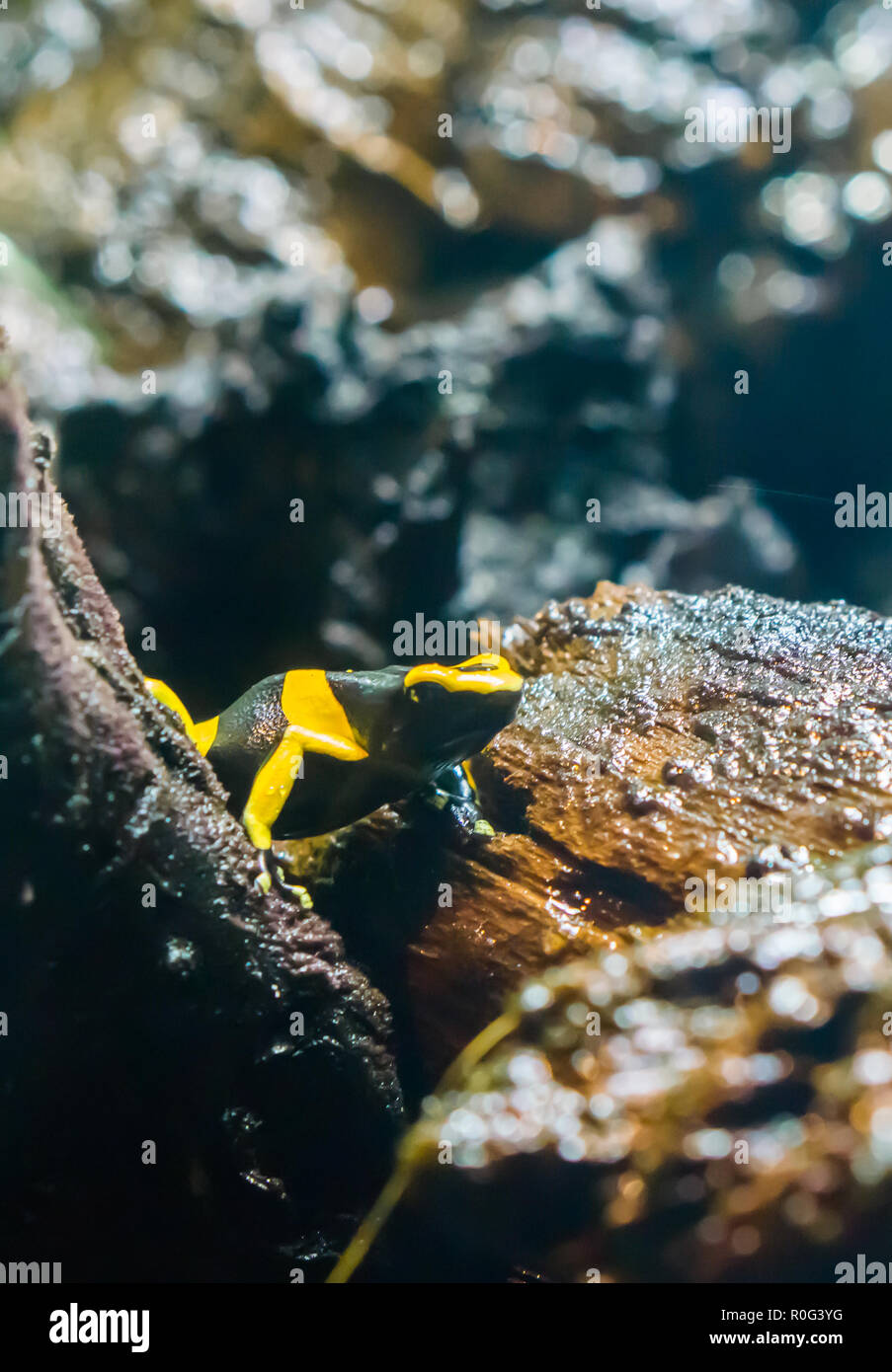 Rayé jaune noir poison dart frog closeup macro d'abeilles dans un dangereux animal amphibiens d'Amérique Banque D'Images