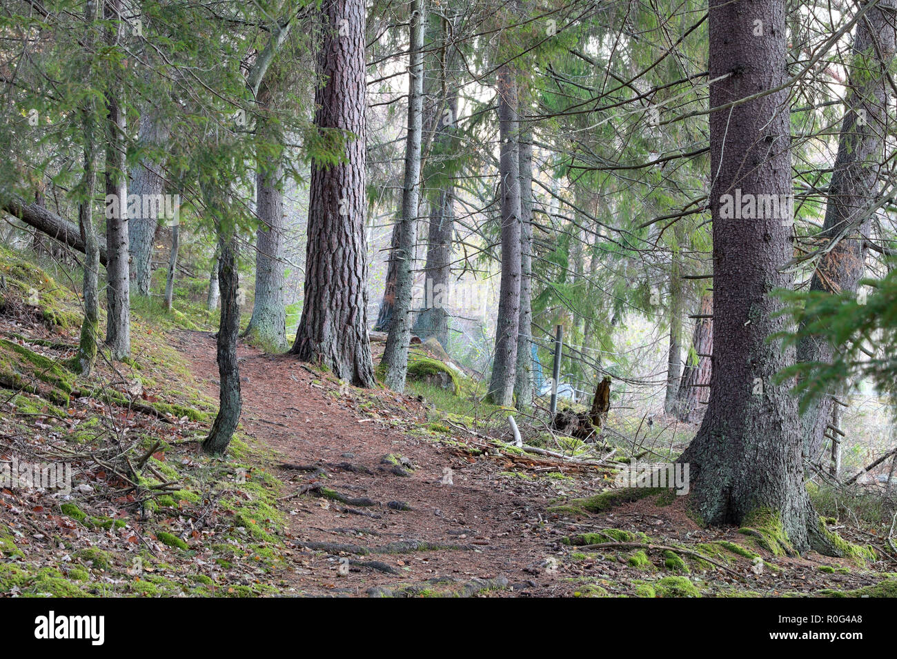 Belle autuminal Bogesundslandet dans la forêt brumeuse, près de Vaxholm, en Suède Banque D'Images