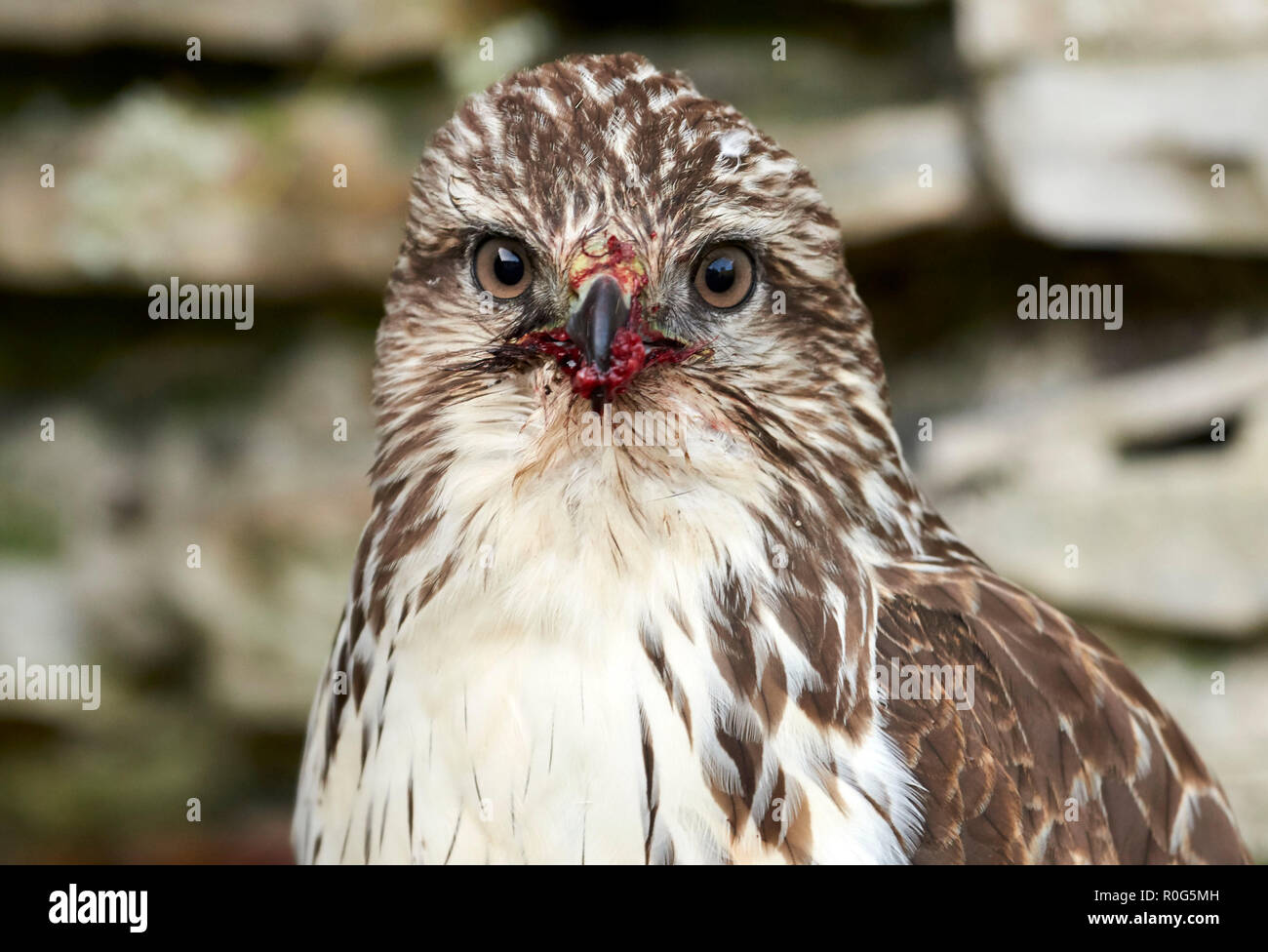Close up of Male Buse variable, Yorkshire du Nord, du nord de l'Angleterre, Royaume-Uni, avec des restes de proie dans son bec Banque D'Images