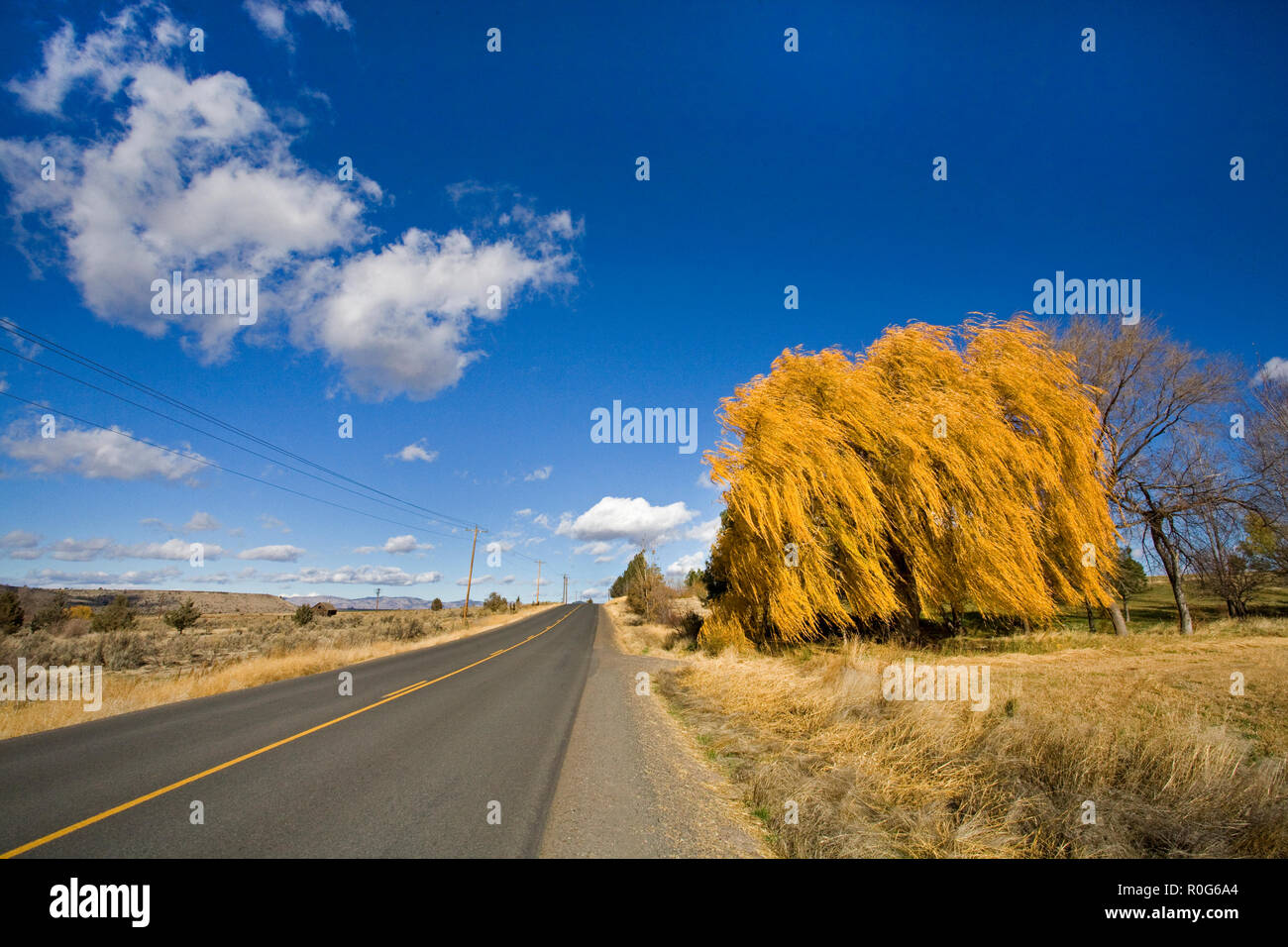 Un magnifique saule pleureur arbre changer de vert à l'or sur une journée d'automne en octobre dans un ranch à distance des pâturages dans le centre de l'Oregon. Banque D'Images