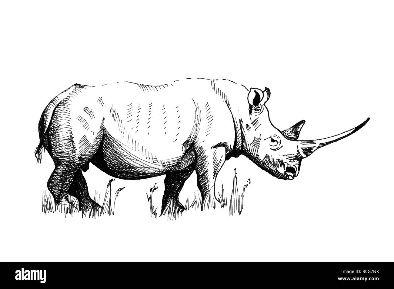 Rhino hand drawn illustrations (originaux, pas de traces) Banque D'Images Rhino hand drawn illustrations (originaux, pas de traces) Banque D'Images