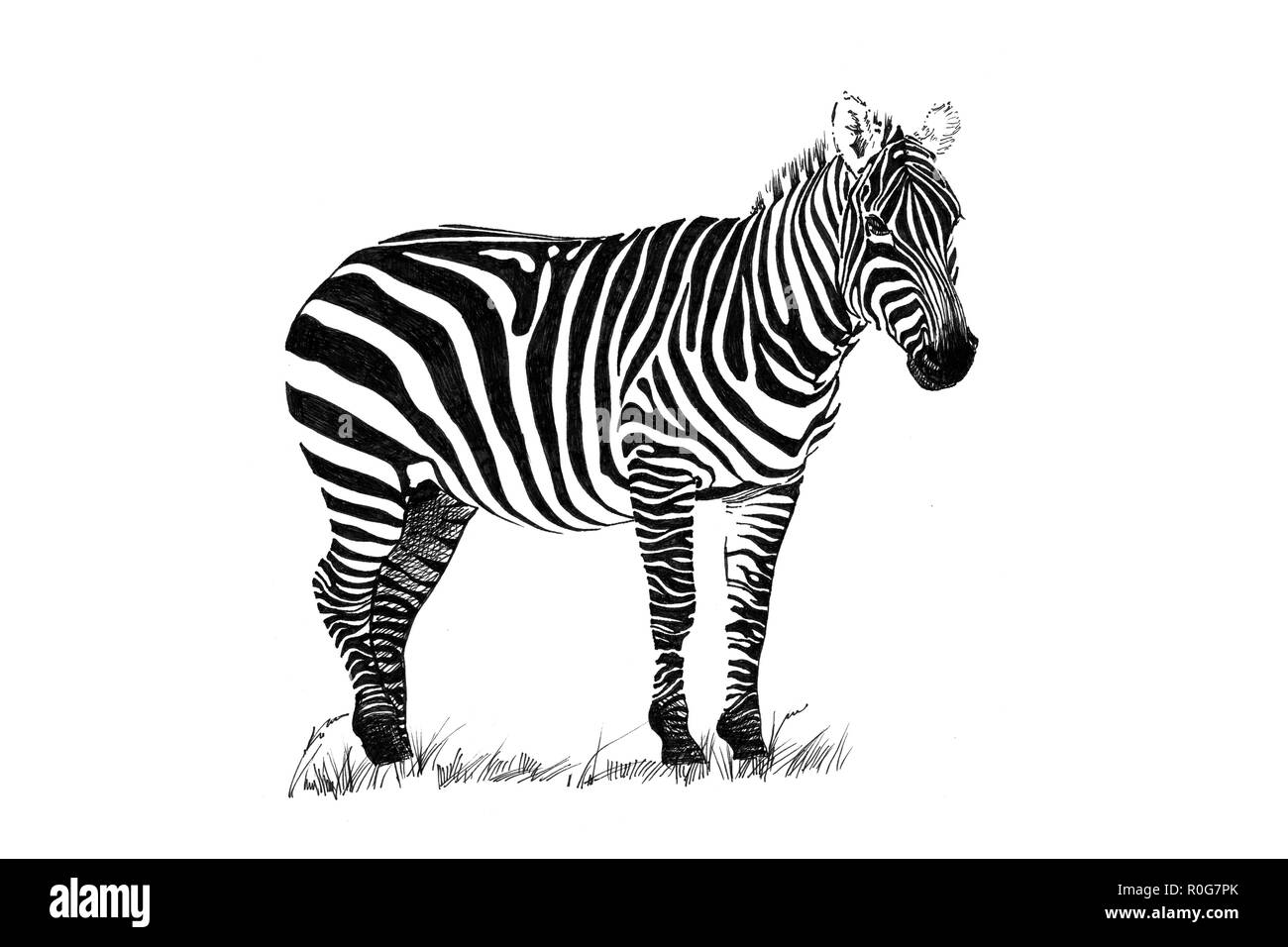 Zebra hand drawn illustrations (originaux, pas de traces) Banque D'Images