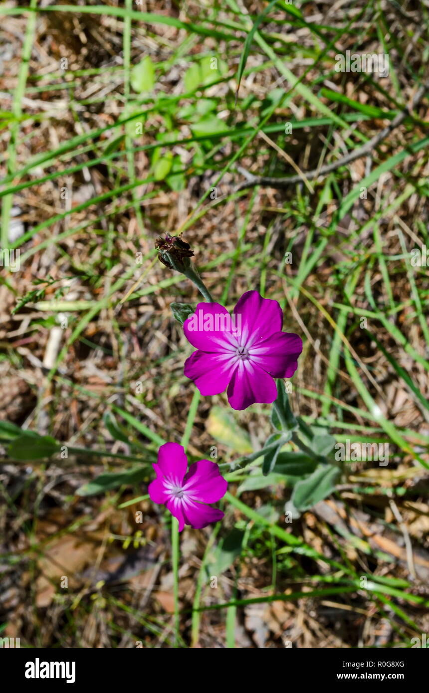 Corncockle, gith ou Agrostemma githago rencontrent souvent des fleurs de mauve sauvage, Lozen montagne , Bulgarie Banque D'Images