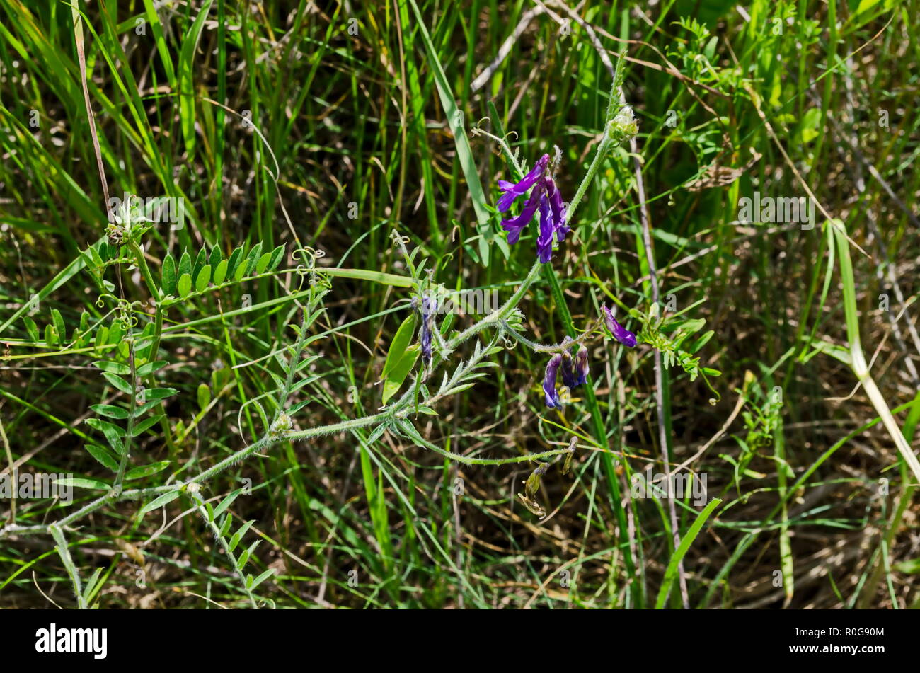 Vue d'un groupe de sociétés de la vesce vicia sativa ou coronilla varia sur le pré de fleurs sauvages, la montagne, la Bulgarie Lozen Banque D'Images