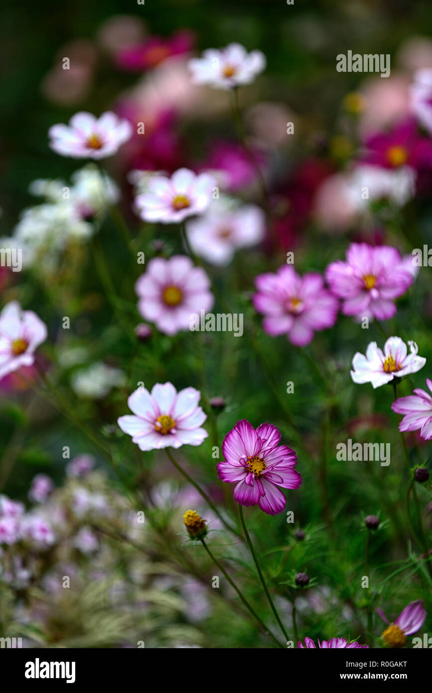 Cosmos,rose,blanc,fleurs,fleurs,fleurs,annuel,affichage,affiche,literie,plante,plantes florales RM Banque D'Images