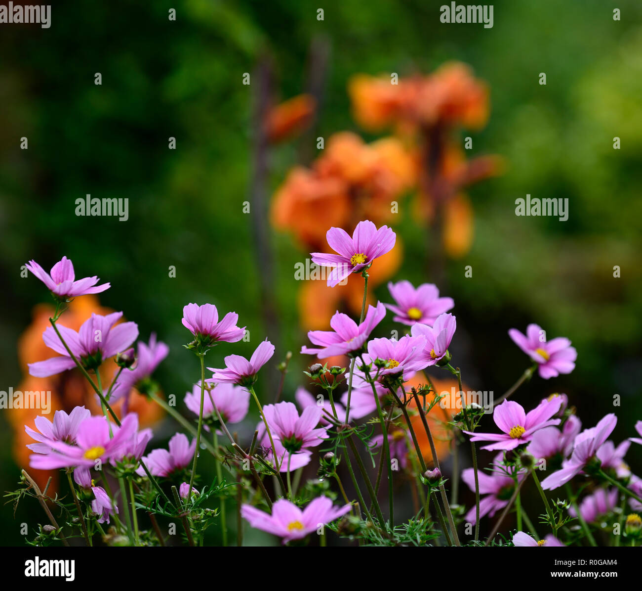 Cosmos, orange, canna,fleurs, plantes,plante,rose,annuel,RM,affichage Floral fleur fleurs,affiche,literie, Banque D'Images