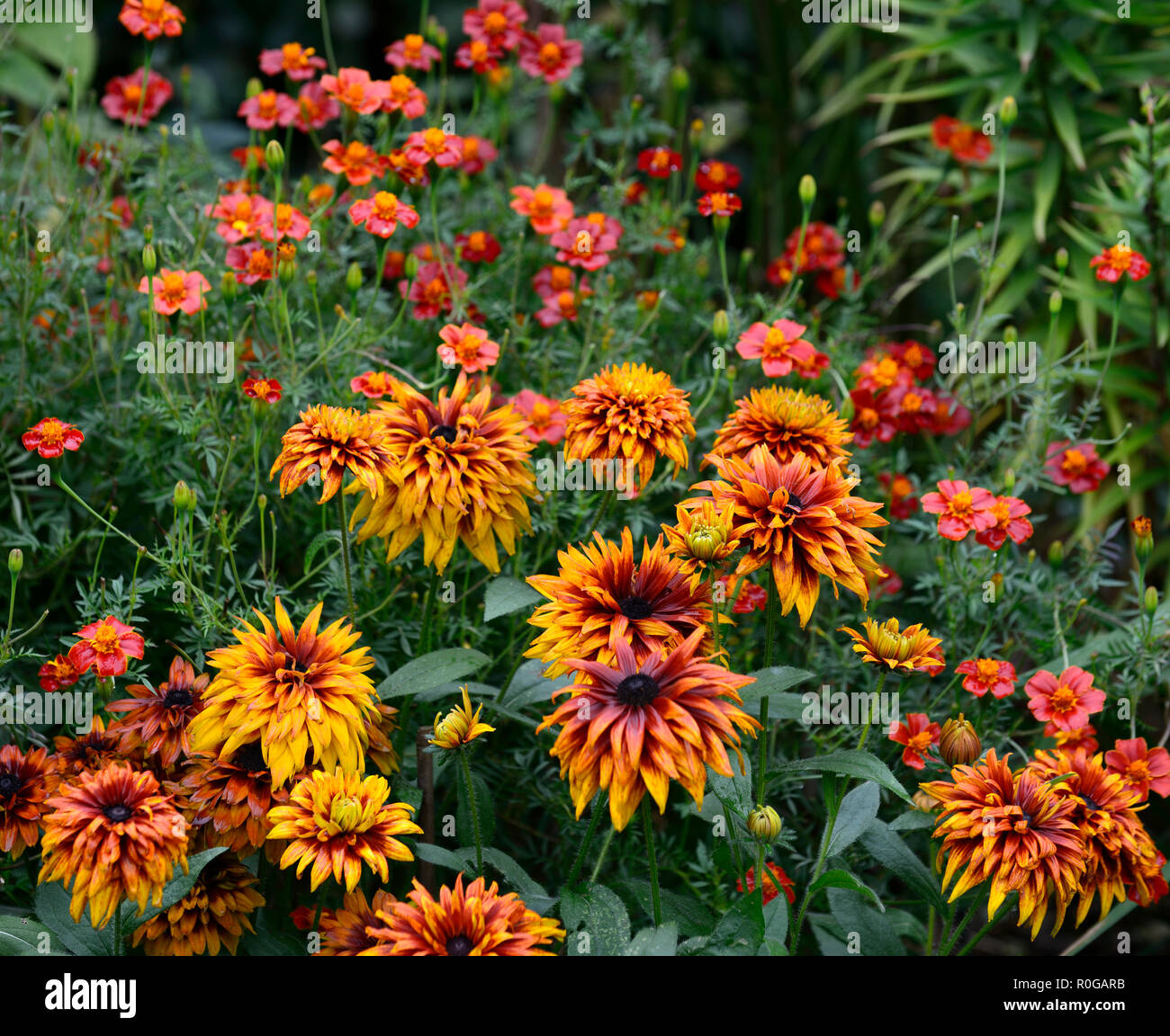 Rudbeckia hirta Cherokee Sunset,black-eyed Susan,moitié vivace, orange, jaune,rouille,de,mixte,couleur,couleurs,Floral RM Banque D'Images