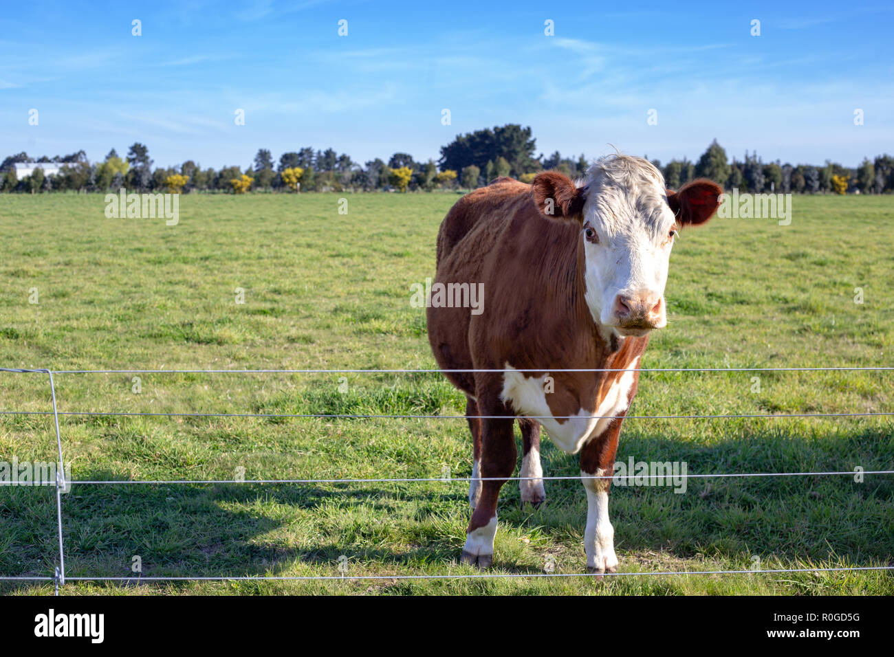 Brun et blanc une vache hereford se trouve à la clôture dans un champ sur une ferme Banque D'Images