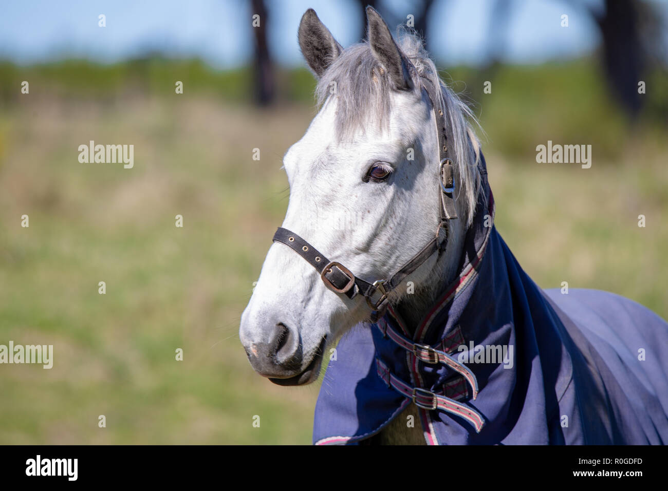 Un cheval gris porte un couvercle bleu pour le protéger de la température froide Banque D'Images