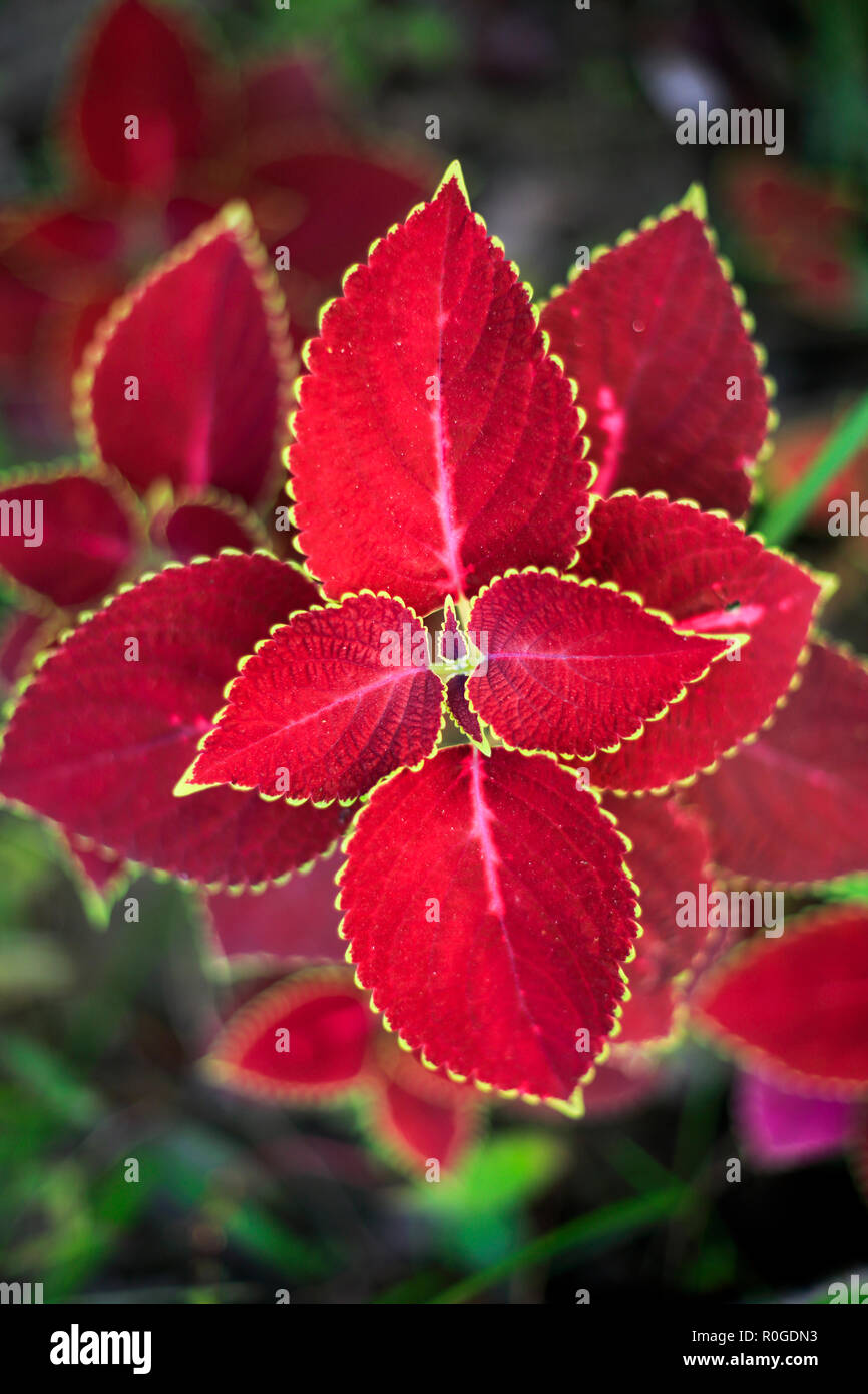 Les feuilles colorées de la décoration centrale. Le Bangladesh Banque D'Images