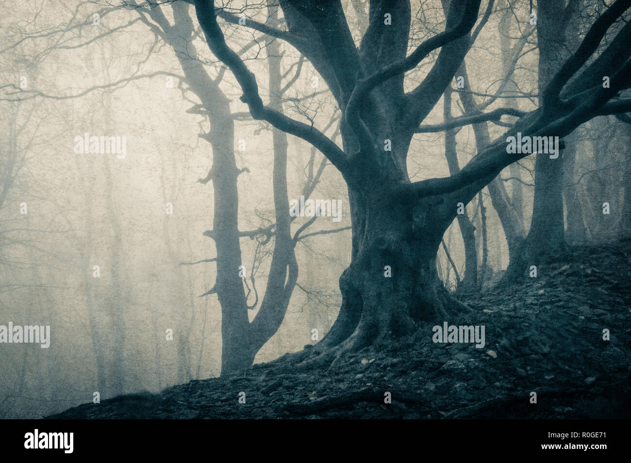 Une mystérieuse forêt, avec des arbres d'hiver silhouetté contre le brouillard. Avec un millésime, monochrome bleu grunge modifier. Banque D'Images