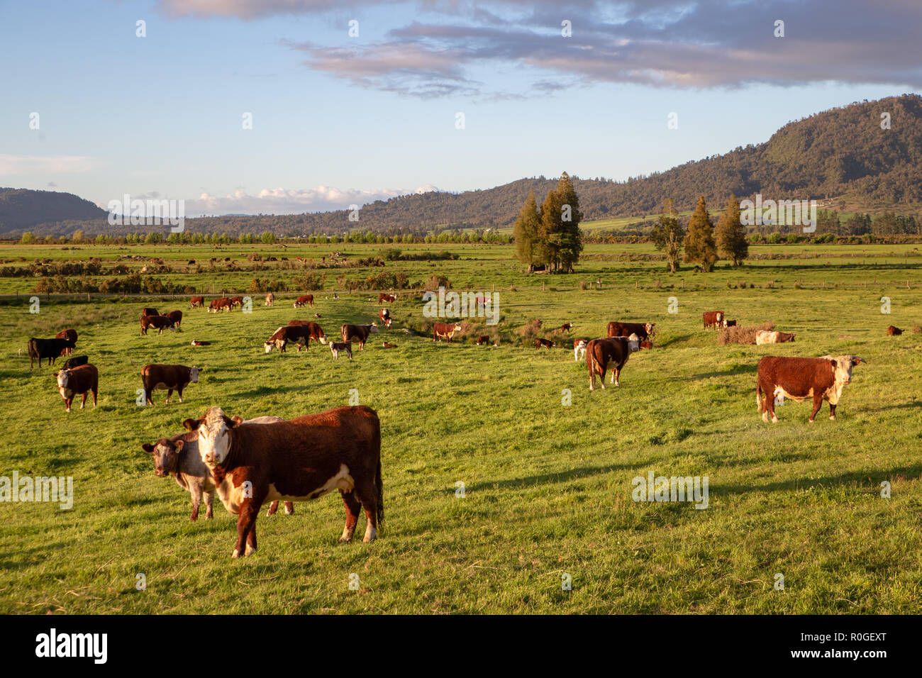 Une vache hereford recherche de pâturage dans le soleil du soir en Nouvelle Zélande Banque D'Images