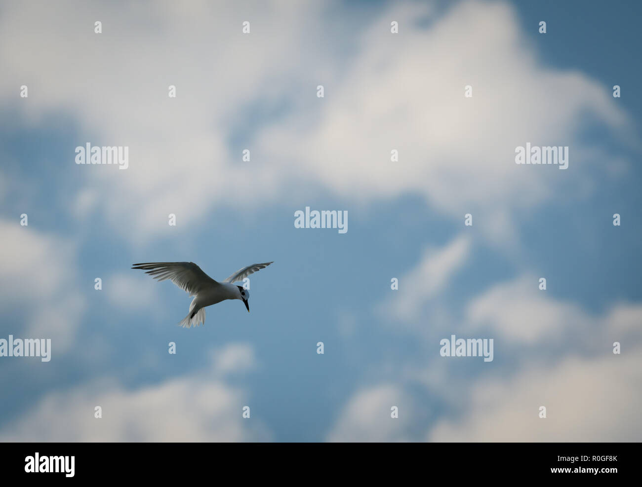 (Moins d'oiseaux Tern) voler dans Cozumel mexique avec fond de ciel cloude floue Banque D'Images