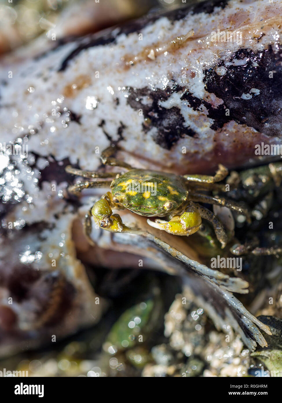 Vue rapprochée d'un petit crabe à marée basse prêt à manger les poissons morts, notion de chaîne alimentaire naturelle, Saltery Bay Provincial Park, British Columbia, Canada Banque D'Images