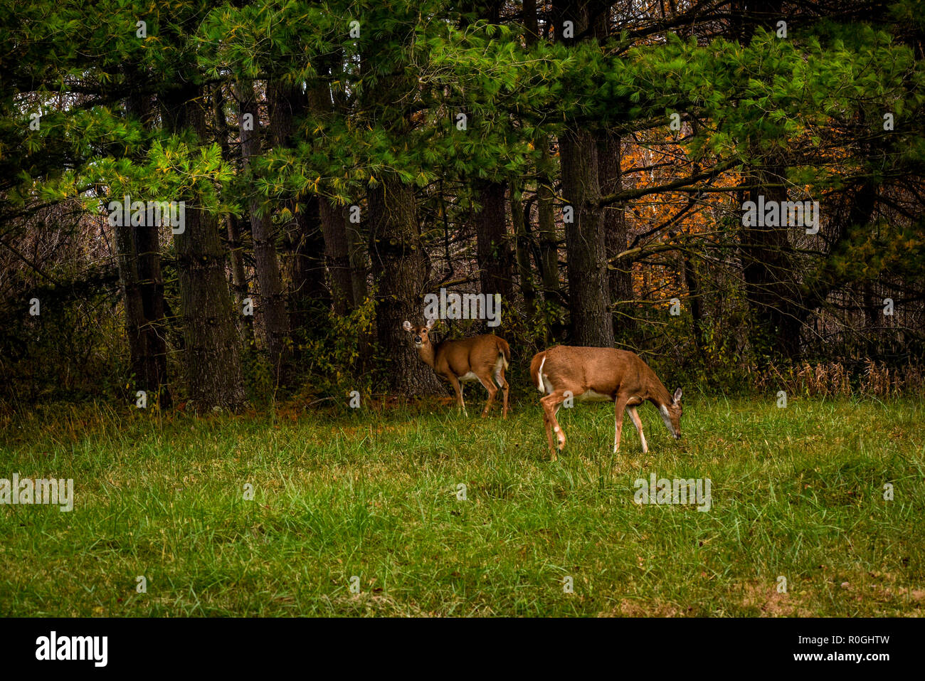 Errer près des bois de cerf Banque D'Images