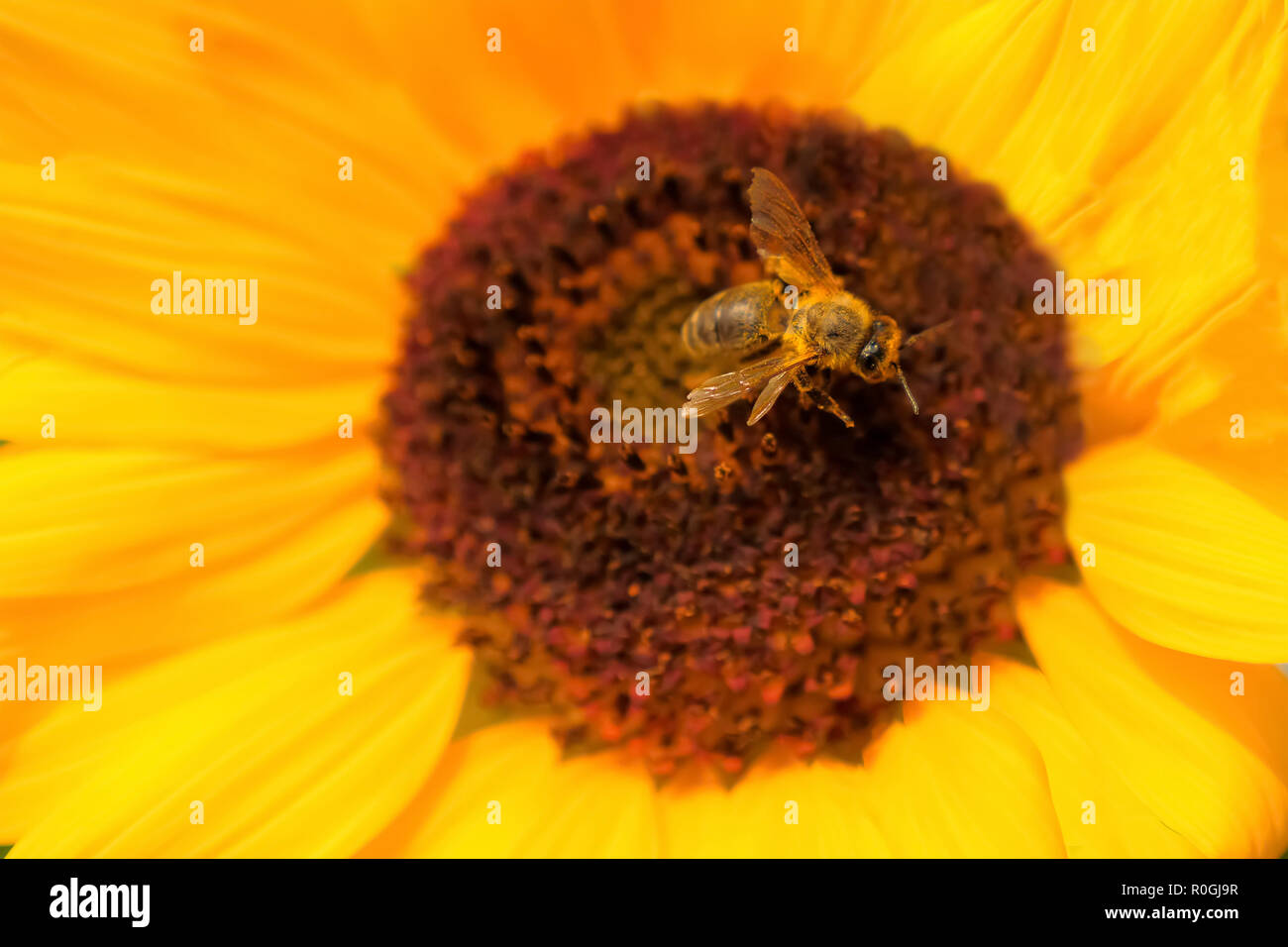 Bee assis sur fleur jaune. Collecte de l'abeille Pollen sur fleur. Banque D'Images
